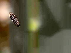 0006390_JAV_JapaneseAV_Censored_MGS_19min