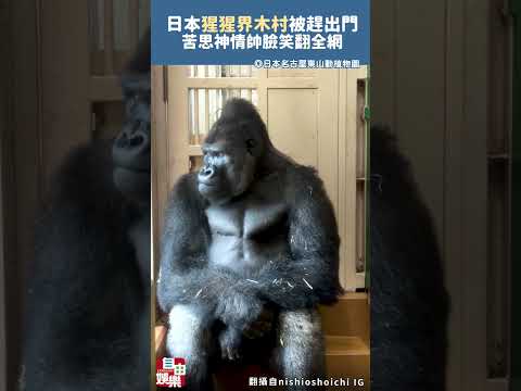 日本「猩猩界木村拓哉」被伴侶趕出門 苦思神情帥臉笑翻全網 サムネイル